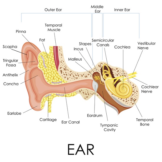 Diagram of the anatomy of the human ear