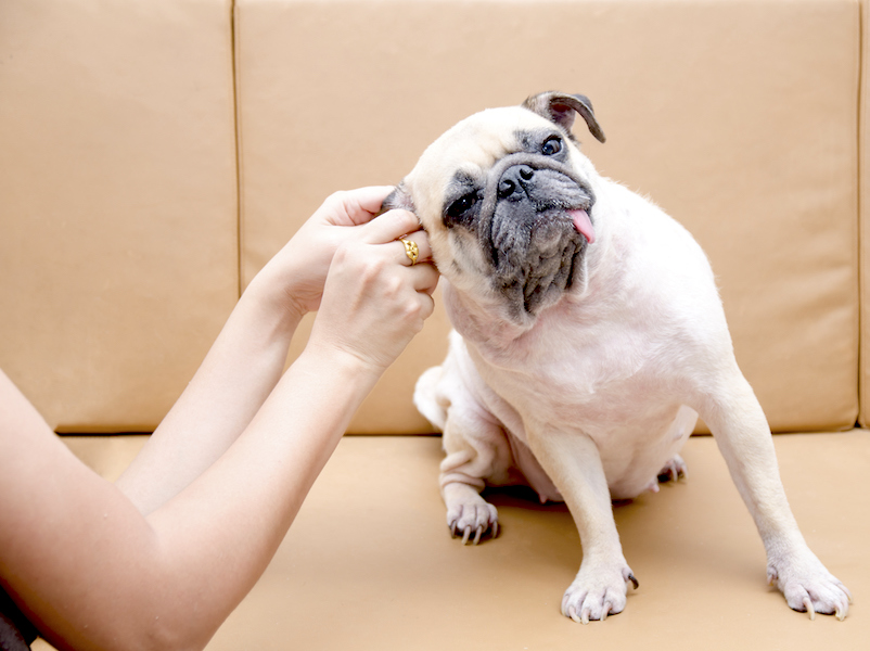 A dog is getting earwax cleaned out of its ears while sticking its tongue out.