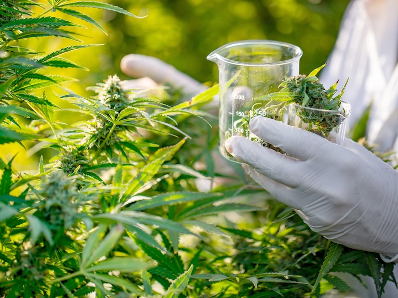 Researcher Taking a Few Cannabis Buds for Scientific Experiment.